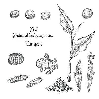 EPS 해외이미지 식물 손 디자인 꽃 선 백그라운드 잎 패턴 일러스트 재료 자연 초록색 약 노란색 수확 흰색 신선 사발 가루 스케치 인도인 허브 향신료 그림 유기농 질감 뿌리 밀가루 카레 판화 생강 내추럴 고립 막자 이국적 강황 벡터 해외202309 해외일러스트 외국인 웰빙 음식 컬러 무늬 농업 채소 식재료 의학 미술 동양인 신체부위 사기그릇 생태계 향미료 파일형식