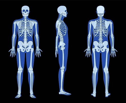 EPS 해외이미지 손 실루엣 얼굴 컨셉 신체 일러스트 손가락 해부 뼈 골격 엑스레이 건강 실험 사람 성인 그래픽 약 환자 흰색 치아 만화 손목 필름 심볼 척추 사인 어깨 무릎 테라피 갈비뼈 발목 궤 깨짐 방사선 양발 정형외과 해골모형 벡터 해외202309 해외일러스트 컬러 의학 발 촬영기법 병원 신체부위 뷰티 모형 소화기관 파일형식
