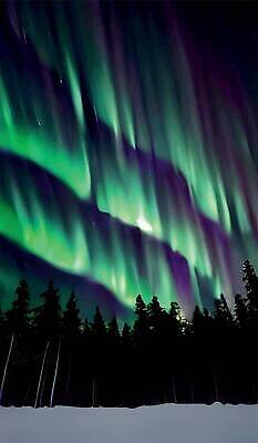 EPS 해외이미지 나무 계절 유럽 별 여행 백그라운드 겨울 일러스트 자연 하늘 휴가 산 노르웨이 핀란드 아이슬란드 풍경 야외 초록색 파란색 빛 태양 뷰티 우주 얼음 어둠 추위 흰색 분위기 야간 숲 북극 천문학 북쪽 오로라 내추럴 스칸디나비아 현상 해외202309 해외일러스트 자연요소 식물 교육 나라 컬러 컨셉 자연현상 북유럽 극지방 방향 생태계 파일형식 벡터