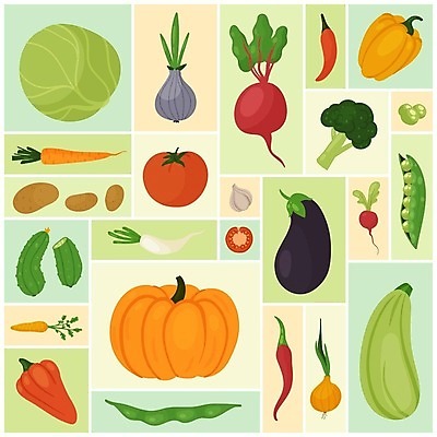 EPS 해외이미지 토마토 일러스트 식재료 고추 호박 가지 양파 오이 콩 감자 파프리카 마늘 사람없음 당근 브로콜리 무 양배추 비트 해외202309 해외일러스트 채소 곡류 뿌리채소 파일형식 벡터