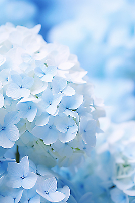 JPG 편집이미지 여름꽃 자연 사람없음 파란색 수국 편집실사 AI포토 AI콘텐츠 꽃 컬러 CG 생태계 파일형식 여름_계절