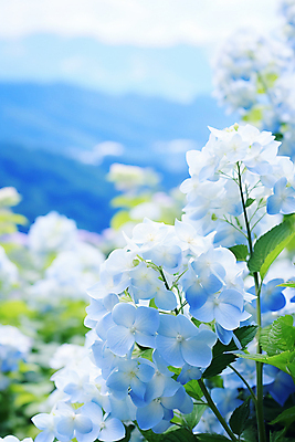 JPG 편집이미지 잎 여름꽃 자연 사람없음 파란색 수국 편집실사 AI포토 AI콘텐츠 식물 꽃 컬러 CG 생태계 파일형식 여름_계절