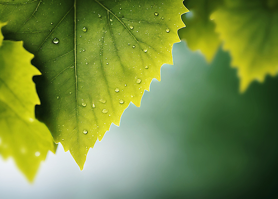 JPG 편집이미지 자연 나뭇잎 사람없음 초록색 물방울 이슬 디지털합성 에코 친환경 편집소스 편집실사 AI포토 AI콘텐츠 컬러 잎 환경 CG 생태계 파일형식