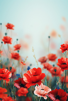 JPG 편집이미지 꽃 꽃밭 자연 풍경 사람없음 빨간색 풀 양귀비 블러효과 보케백그라운드 편집실사 AI포토 AI콘텐츠 식물 컬러 백그라운드 CG 생태계 보케 블러 파일형식 효과