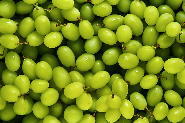 JPG 편집이미지 과일 사람없음 초록색 가득함 청포도 편집실사 AI포토 AI콘텐츠 컬러 포도 CG 파일형식