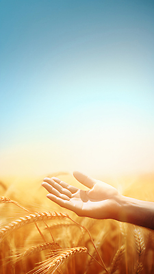 JPG 편집이미지 손 하늘색 손짓 신체부위 농경지 노란색 추수 가을 밀 이삭 밀밭 카피스페이스 편집실사 AI인물포토 AI콘텐츠 계절 컬러 밭 농업 모션 곡류 사람 파란색 농장 공백 CG 파일형식 AI포토