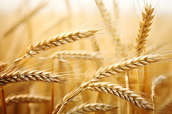 JPG 편집이미지 백그라운드 사람없음 농경지 추수 가을 밀 이삭 밀밭 베이지색 편집실사 AI포토 AI콘텐츠 계절 컬러 밭 농업 곡류 농장 CG 파일형식