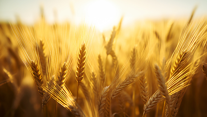 JPG 편집이미지 백그라운드 사람없음 햇빛 농경지 노란색 추수 가을 밀 이삭 밀밭 편집실사 AI포토 AI콘텐츠 계절 컬러 밭 농업 곡류 태양 농장 CG 파일형식