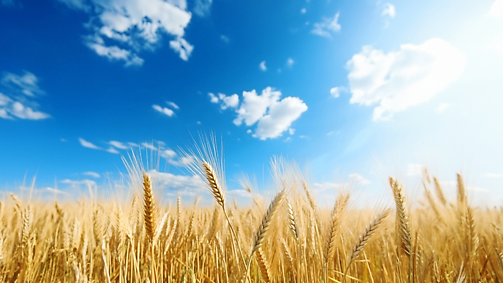 JPG 구름 편집이미지 백그라운드 하늘 사람없음 농경지 맑음 추수 가을 밀 이삭 밀밭 편집실사 AI포토 AI콘텐츠 자연요소 계절 밭 농업 날씨 곡류 농장 CG 파일형식