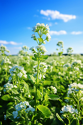 JPG 구름 편집이미지 잎 자연 풍경 사람없음 야외 초록색 메밀꽃 메밀밭 편집실사 AI포토 AI콘텐츠 자연요소 식물 꽃 컬러 밭 CG 생태계 파일형식