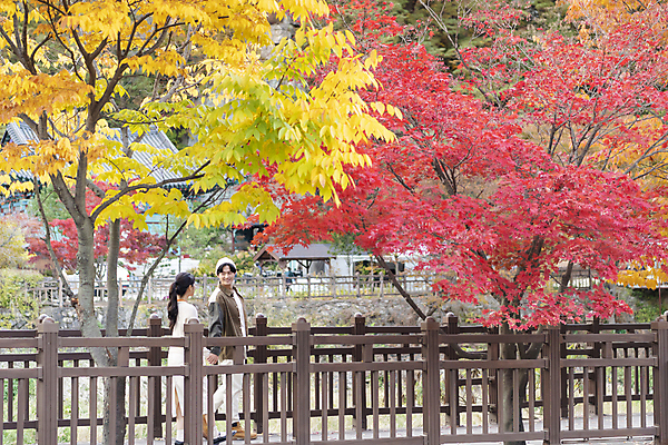 포토 JPG 전신 커플 여자 남자 데이트 단풍나무 휴가 휴식 풍경 20대 성인 두명 옆모습 울타리 마주보기 걷기 손잡기 산책 한국인 가을 힐링 데크 단양 성인만 사인암 국내포토 나무 계절 뷰포인트 컨셉 단풍 관계 모션 사람 동양인 청년 담장 충청북도 명승지 파일형식