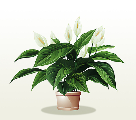 PSD 화분 잎 일러스트 사람없음 초록색 오브젝트 원예 공기정화 스파트필름 국내일러스트 식물 꽃 컬러 취미 정화 파일형식