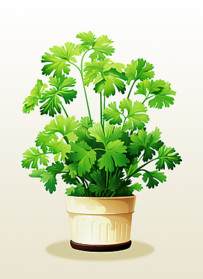 PSD 화분 일러스트 파슬리 사람없음 초록색 허브 오브젝트 원예 국내일러스트 식물 컬러 채소 취미 파일형식