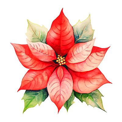 JPG 크리스마스 겨울 일러스트 나뭇잎 수채화 사람없음 빨간색 오브젝트 포인세티아 국내일러스트 AI일러스트 AI콘텐츠 계절 기념일 꽃 컬러 잎 파일형식