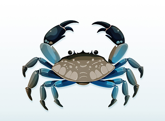 PSD 일러스트 식재료 요리 사람없음 파란색 꽃게 게 해산물 이슈 국내일러스트 컬러 갑각류 파일형식