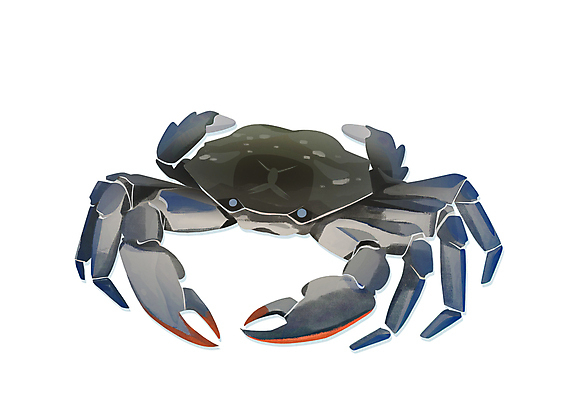 PSD 일러스트 식재료 요리 사람없음 파란색 꽃게 게 해산물 이슈 국내일러스트 컬러 갑각류 파일형식
