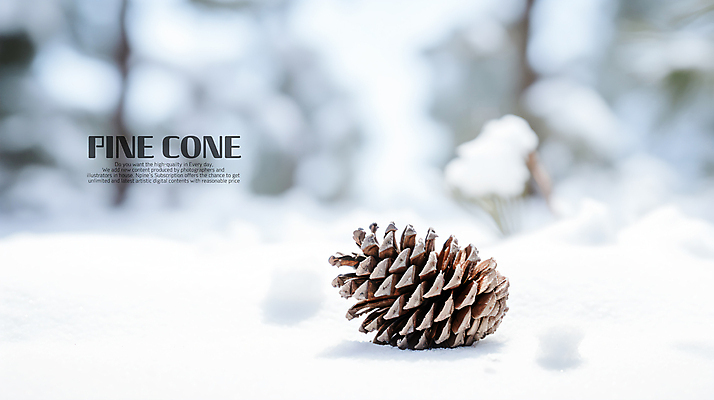 PSD 편집이미지 백그라운드 겨울 바닥 사람없음 설원 흰색 눈 땅 솔방울 블러효과 눈덮임 이미지편집 자연요소 계절 컬러 컨셉 날씨 눈_날씨 블러 파일형식 효과