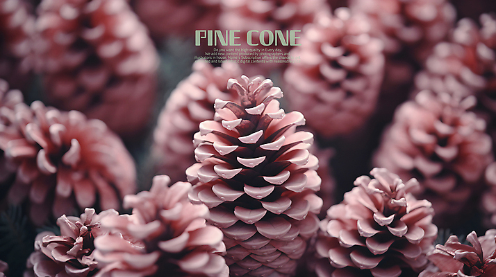 PSD 편집이미지 분홍색 백그라운드 사람없음 가득함 솔방울 블러효과 이미지편집 컬러 블러 파일형식 효과