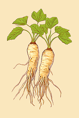 PSD 줄기 일러스트 식재료 나뭇잎 사람없음 농작물 약재 삼 산삼 인삼 뿌리 보약 국내일러스트 식물 잎 농업 채소 약 파일형식