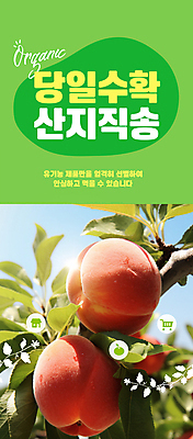 PSD 편집이미지 자연 사람없음 연두색 햇빛 농장 수확 신선 복숭아 직거래 산지직송 이미지편집 농업 과일 초록색 태양 거래 배송 생태계 파일형식 직송