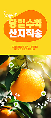 PSD 편집이미지 오렌지 자연 사람없음 햇빛 농장 노란색 수확 신선 직거래 산지직송 이미지편집 컬러 농업 과일 태양 거래 배송 생태계 파일형식 직송