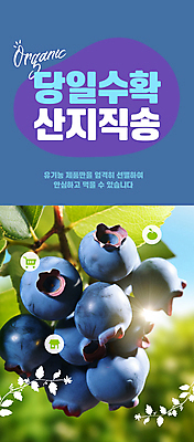 PSD 편집이미지 자연 사람없음 파란색 햇빛 농장 수확 신선 블루베리 직거래 산지직송 이미지편집 컬러 농업 과일 태양 거래 배송 생태계 파일형식 직송