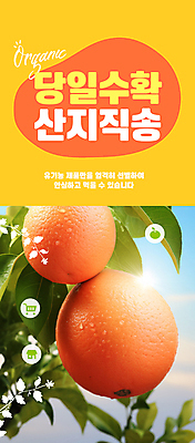 PSD 편집이미지 자연 사람없음 햇빛 농장 주황색 수확 신선 자몽 직거래 산지직송 이미지편집 컬러 농업 과일 태양 거래 배송 생태계 파일형식 직송