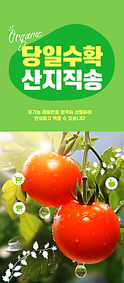 PSD 편집이미지 토마토 자연 사람없음 연두색 햇빛 농장 수확 신선 직거래 산지직송 이미지편집 농업 채소 초록색 태양 거래 배송 생태계 파일형식 직송