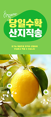 PSD 편집이미지 자연 사람없음 연두색 햇빛 농장 수확 신선 레몬 직거래 산지직송 이미지편집 농업 과일 초록색 태양 거래 배송 생태계 파일형식 직송