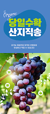 PSD 편집이미지 자연 포도 사람없음 파란색 햇빛 농장 수확 신선 직거래 산지직송 이미지편집 컬러 농업 과일 태양 거래 배송 생태계 파일형식 직송