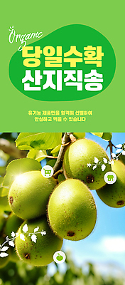 PSD 편집이미지 자연 키위 사람없음 연두색 햇빛 농장 수확 신선 직거래 산지직송 이미지편집 농업 과일 초록색 태양 거래 배송 생태계 파일형식 직송