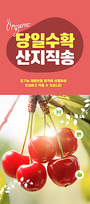 PSD 편집이미지 자연 사람없음 빨간색 햇빛 농장 수확 신선 체리 직거래 산지직송 이미지편집 컬러 농업 과일 태양 거래 배송 생태계 파일형식 직송