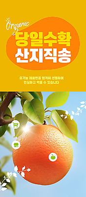 PSD 편집이미지 자연 사람없음 햇빛 농장 주황색 수확 신선 자몽 직거래 산지직송 이미지편집 컬러 농업 과일 태양 거래 배송 생태계 파일형식 직송