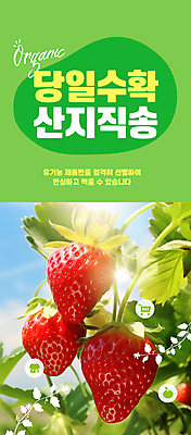 PSD 편집이미지 자연 딸기 사람없음 연두색 햇빛 농장 수확 신선 직거래 산지직송 이미지편집 농업 과일 초록색 태양 거래 배송 생태계 파일형식 직송