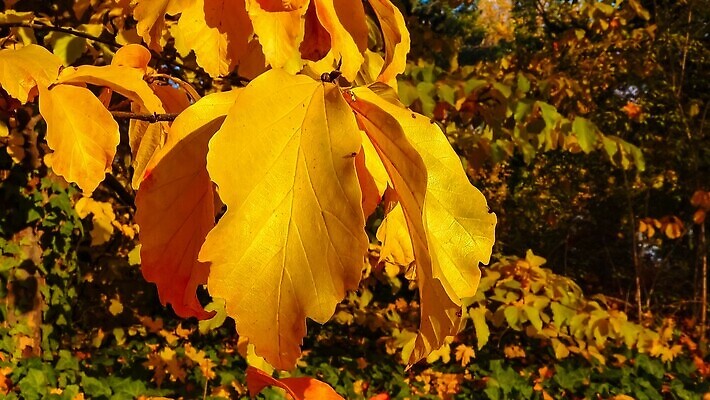 포토 JPG 해외이미지 나무 식물 계절 공원 컬러 백그라운드 잎 오렌지 자연 사람없음 빨간색 초록색 컬러풀 뷰티 노란색 정원 활발 덮개 벚꽃 체리 숲 아이비 10월 내추럴 해외202310 해외포토 공공시설 꽃 컨셉 과일 뚜껑 날짜 생태계 파일형식