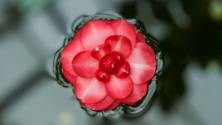 포토 JPG 해외이미지 식물 1 배너 꽃잎 꽃 얼굴 사람없음 빨간색 물 뷰티 정원 수영 어둠 신선 개화 원예 향기 찢어짐 아열대 온실 해외202310 해외포토 자연요소 컬러 모션 취미 신체부위 수상스포츠 냄새 파일형식