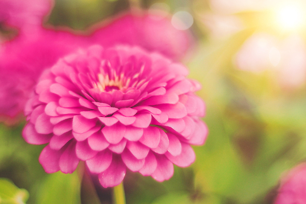 포토 JPG 해외이미지 식물 꽃잎 꽃 분홍색 컬러 꽃다발 백그라운드 꽃무늬 자연 아침 사람없음 초록색 컬러풀 뷰티 장미 머리 정원 봄 활발 벚꽃 신선 개화 닫기 달리아 가득함 싱글 원예 내추럴 고립 작약 해외202310 해외포토 주간 계절 컨셉 무늬 모션 취미 신체부위 생태계 파일형식