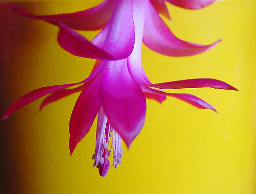 포토 JPG 해외이미지 식물 꽃 분홍색 꽃무늬 자연 선인장 사람없음 장식 원예 해외202310 해외포토 컬러 무늬 취미 생태계 파일형식