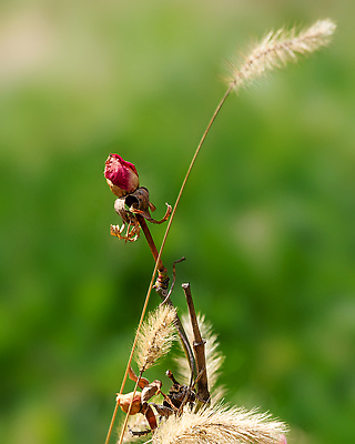 포토 JPG 해외이미지 식물 꽃잎 꽃 분홍색 컬러 꽃다발 결혼 백그라운드 잎 꽃무늬 패턴 자연 휴가 건조 사랑 사람없음 장식 빨간색 초록색 여름 빛 뷰티 장미 정원 봄 낭만 벚꽃 나뭇가지 축하 우아함 수집 싱글 초대 내추럴 구성 취급주의 세련 해외202310 해외포토 나무 계절 감정 컨셉 무늬 경고 이벤트 생태계 파일형식
