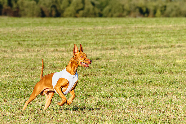 포토 JPG 해외이미지 동물 1 공원 감정 스포츠 밭 모션 놀이 건강 사람없음 야외 초록색 반려동물 달리기 뷰티 걷기 정원 점프 경쟁 에너지 게임 시골 레이싱 잡기 개 유혹 속도 사냥 송곳니 기르기 전력질주 챔피언 순혈 해외202310 해외포토 공공시설 컬러 컨셉 농업 포유류 시합 치아 돌봄 파일형식