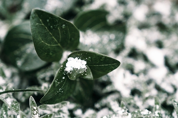 포토 JPG 해외이미지 식물 계절 공원 컬러 여행 백그라운드 잎 크리스마스 겨울 패턴 밭 자연 날씨 사람없음 야외 물 뷰티 환경 정원 냉동 얼음 추위 백발 흰색 신선 숲 시원함 크리스탈 질감 서리 장면 전나무 내추럴 반투명 가문비나무 해외202310 해외포토 자연요소 나무 헤어스타일 공공시설 기념일 무늬 농업 광석 생태계 파일형식
