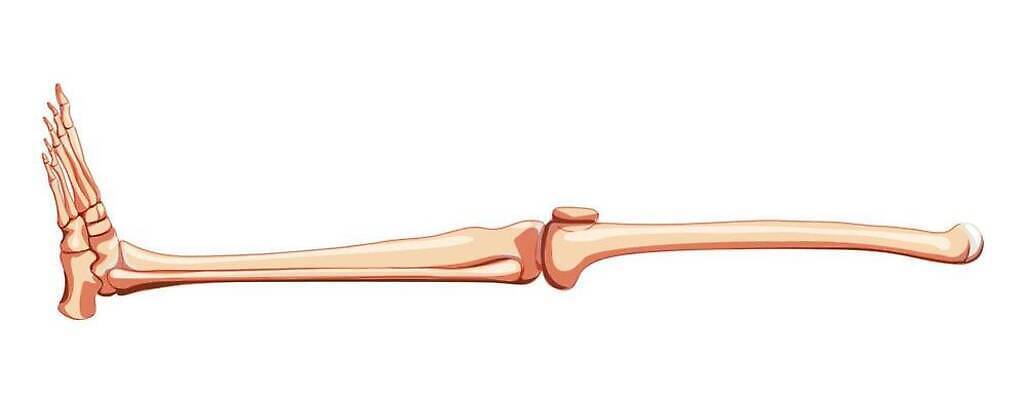 EPS 해외이미지 모델 여자 남자 과학 신체 일러스트 해부 뼈 골격 건강 사람 세트 약 3D 플랫 엉덩이 수집 생물학 무릎 시스템 허벅지 발목 고립 양발 벡터 해외202310 해외일러스트 교육 의학 발 신체부위 디지털합성 파일형식