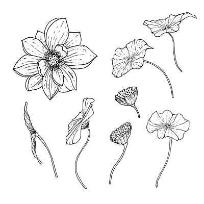 EPS 해외이미지 식물 손 디자인 꽃 실루엣 선 결혼 잎 꽃무늬 패턴 일러스트 비즈니스 요가 자연 추상 프레임 미술 그래픽 장식 뷰티 유행 검은색 스파 봄 수확 벚꽃 흰색 수집 문신 심볼 라인아트 흰배경 그림 질감 복고 손그림 내추럴 고립 그런지 스타일 벡터 해외202310 해외일러스트 웰빙 계절 컬러 백그라운드 무늬 농업 문화예술 촬영기법 이벤트 신체부위 생태계 파일형식