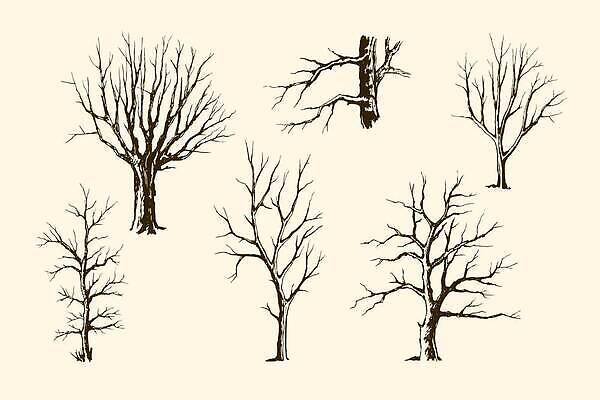 EPS 해외이미지 모양 나무 식물 디자인 계절 실루엣 백그라운드 단풍 겨울 꽃무늬 일러스트 자연 추상 미술 목재 그래픽 장식 세트 환경 검은색 봄 흰색 나뭇가지 숲 스케치 수집 오브젝트 그림 심플 윤곽 자작나무 내추럴 고립 벌거벗은 엘리먼트 재 벡터 해외202310 해외일러스트 꽃 컬러 잎 무늬 재료 문화예술 촬영기법 생태계 파일형식