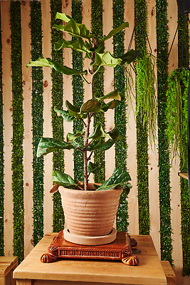 포토 JPG 해외이미지 화분 화초 사람없음 원예 해외202310 해외포토 식물 취미 파일형식