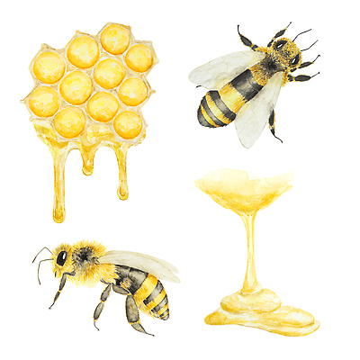 JPG 해외이미지 두마리 일러스트 사람없음 달콤 꿀벌 꿀 흘림 벌집 허니콤 해외202310 해외일러스트 모양 2 모션 맛 벌_곤충 파일형식
