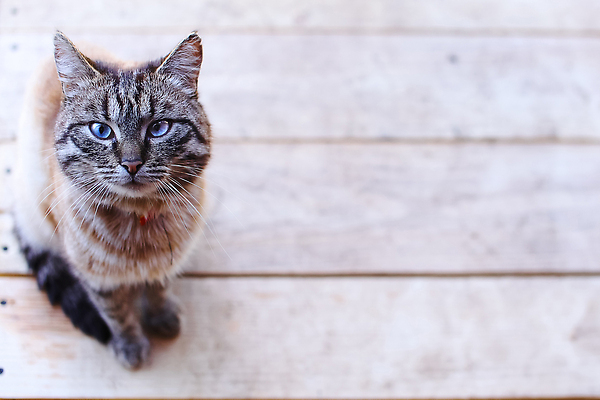 포토 JPG 해외이미지 스튜디오촬영 전신 동물 척추동물 한마리 새끼 백그라운드 포유류 수염 털 실내 앉기 사람없음 앞모습 파란색 반려동물 갈색 고양이 가축 흰색 모피 흰배경 솜털 경보 고립 기르기 카피스페이스 차단 해외202310 해외포토 1 뷰포인트 컬러 모션 내부 공백 돌봄 파일형식