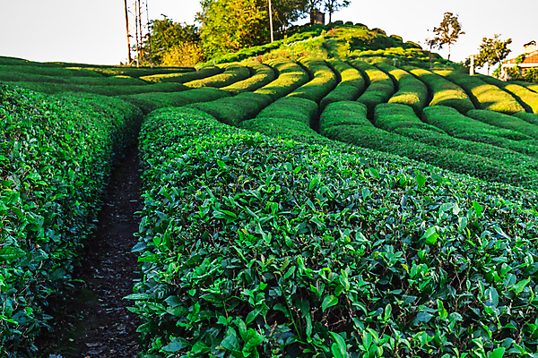 포토 JPG 해외이미지 나무 백그라운드 잎 밭 사람없음 초록색 농장 맑음 신선 녹차 유기농 해외202310 해외포토 식물 웰빙 컬러 농업 날씨 차_음료 파일형식