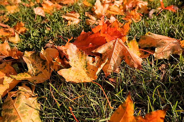 포토 JPG 해외이미지 나무 식물 계절 공원 컬러 백그라운드 단풍 잎 패턴 밭 오렌지 자연 벽지 건조 잔디 사람없음 야외 빨간색 초록색 빛 컬러풀 뷰티 갈색 노란색 정원 맑음 활발 황금 숲 9월 11월 질감 10월 내추럴 땅바닥 해외202310 해외포토 공공시설 컨셉 무늬 농업 과일 날씨 바닥 날짜 생태계 파일형식