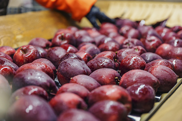 포토 JPG 해외이미지 식물 손 계절 음식 컬러 잎 농업 채소 과일 재료 교통시설 자연 노동자 건강 사람없음 빨간색 초록색 여름 농작물 햇빛 태양 정원 수확 성장 가을 나뭇가지 시골 신선 잡기 업무 작업 선택 달콤 맛 사과 나무상자 과수원 수집 유기농 원예 내추럴 밭일 숙성 채식주의자 크리스마스이브 해외202310 해외포토 자연요소 나무 직업 웰빙 산업 교통 컨셉 크리스마스 모션 취미 신체부위 상자 시설 생태계 채식 파일형식